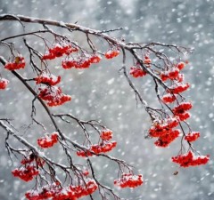 В воскресенье - дождь, в начале следующей недели - мокрый снег