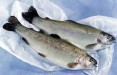 Министр: по запрету импорта рыбы из РФ требуется решение ЕС
