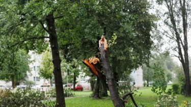 В Григишкес человек погиб под упавшим деревом